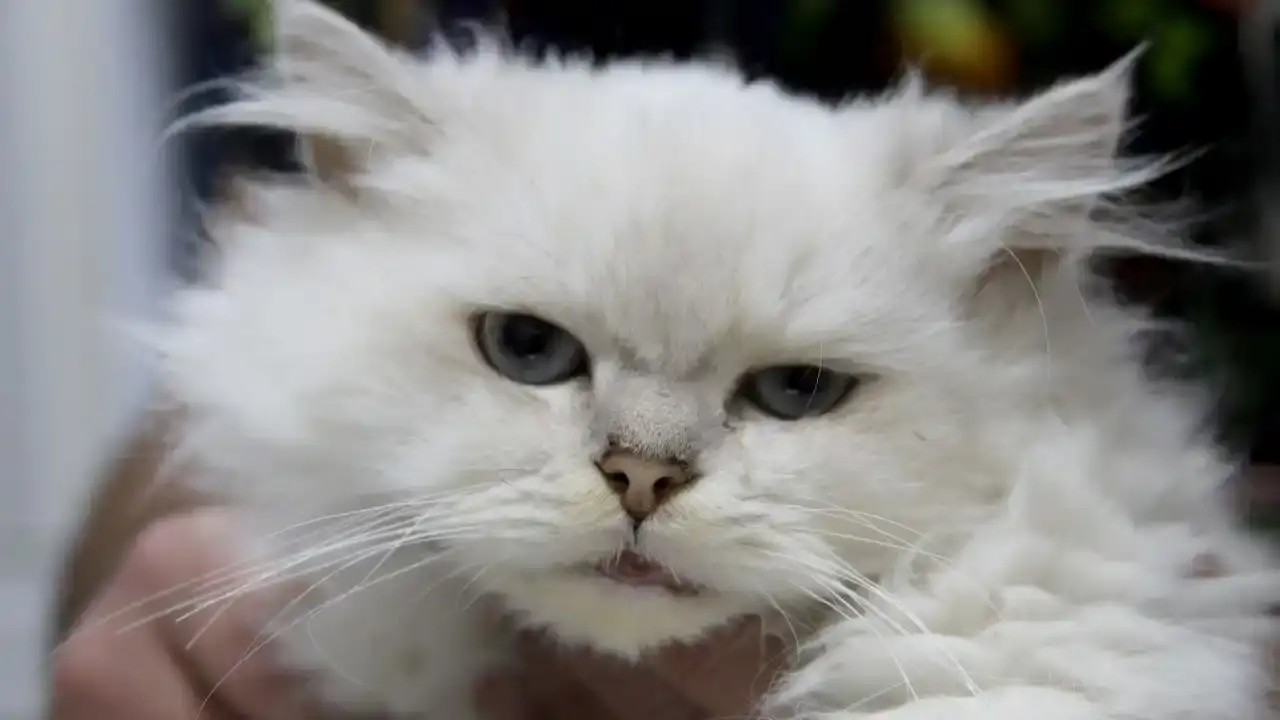 Adana’da Sokak Kedisiyle İlgili Şaşırtan Gerçek: Veterinerler Bile Şaşkın! 3